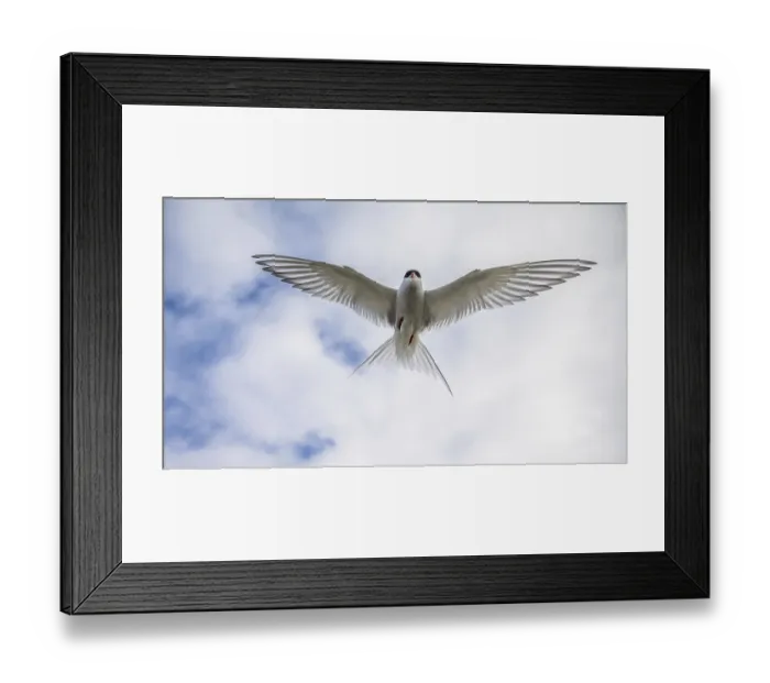 Framed Print : Arctic tern, Sterna Paradisaea Framed Print : Arctic tern, Sterna Paradisaea