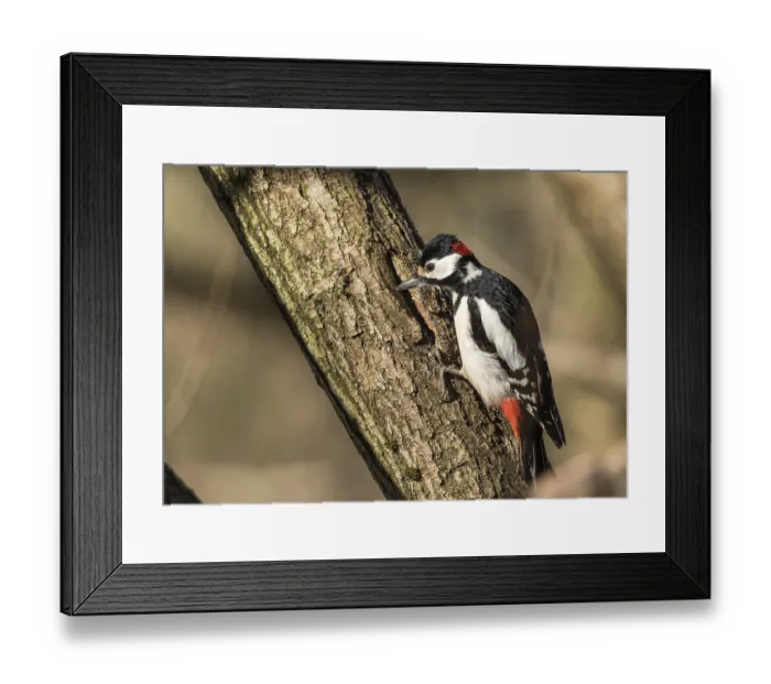Framed Print : Great spotted woodpecker, Dendrocopos major Framed Print : Great spotted woodpecker, Dendrocopos major