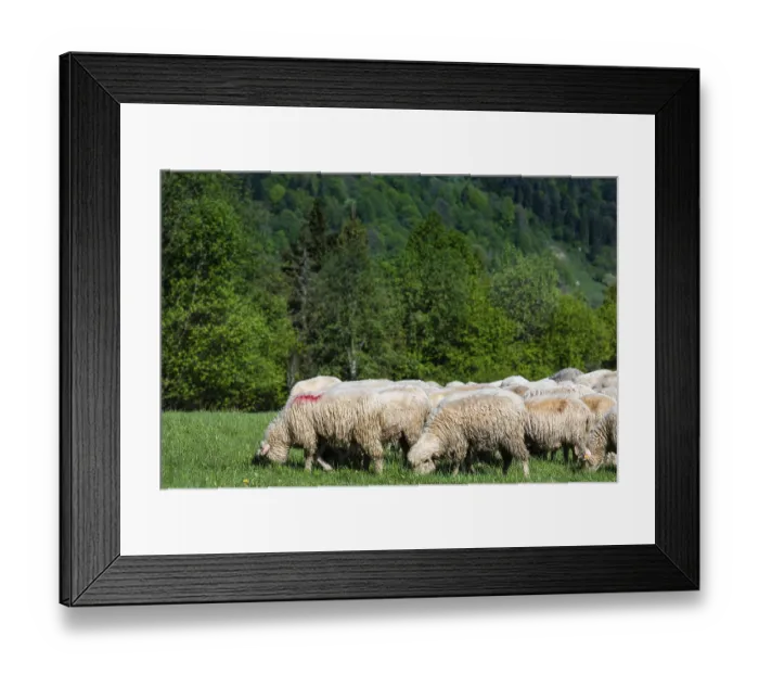 Framed Print : Traditional sheep pasture on meadow in Pieniny Mountains in Poland