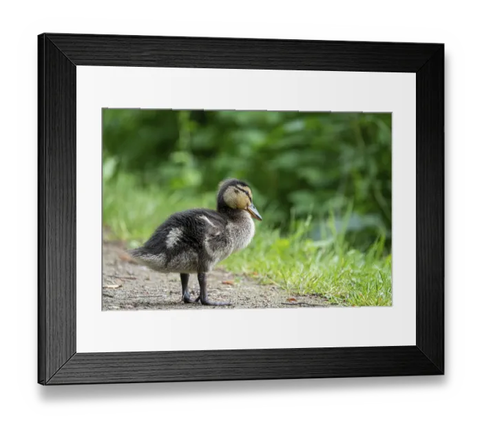 Framed Print : Very small mallard ducklings walk along the path along the lake