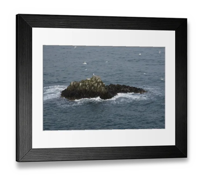 Framed Print : Sea gull birds resting on nests in a rock in the sea