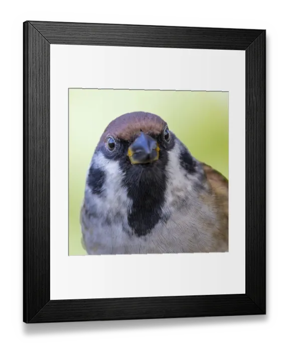 Framed Print : Tree sparrow (Passer montanus) portrait photo of head frontal view
