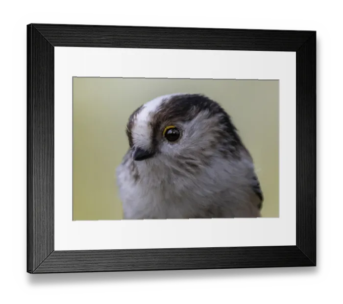 Framed Print : Tailed tit (Aegithalos caudatus) portrait of head in side view Framed Print : Tailed tit (Aegithalos caudatus) portrait of head in side view