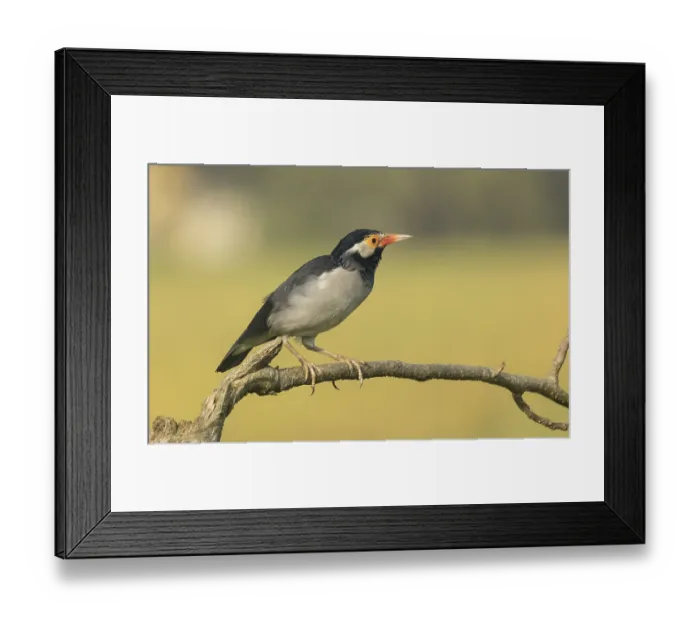 Framed Print : Indian pied myna (Gracupica contra) on a branch with a blurred natural background Framed Print : Indian pied myna (Gracupica contra) on a branch with a blurred natural background
