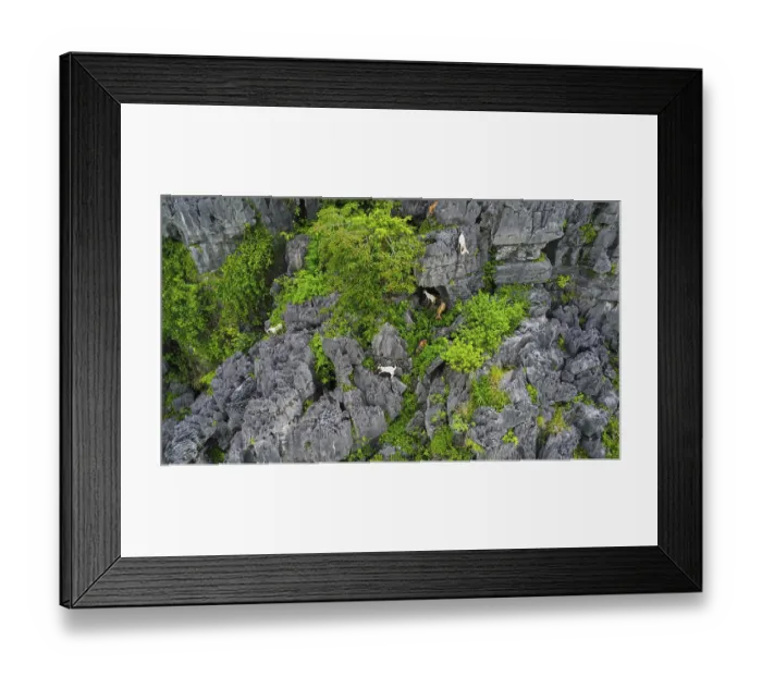 Framed Print : A drone view of mountain goats in the karstic mountains of Ninh Binh