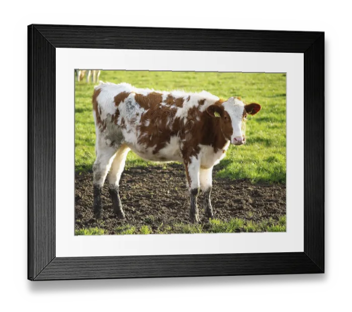 Framed Print : Young calf on green field, showing interest in natural surroundings Framed Print : Young calf on green field, showing interest in natural surroundings