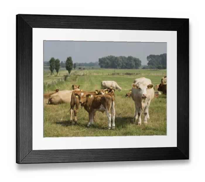Framed Print : Herd of cows on a pasture, rural and peaceful atmosphere