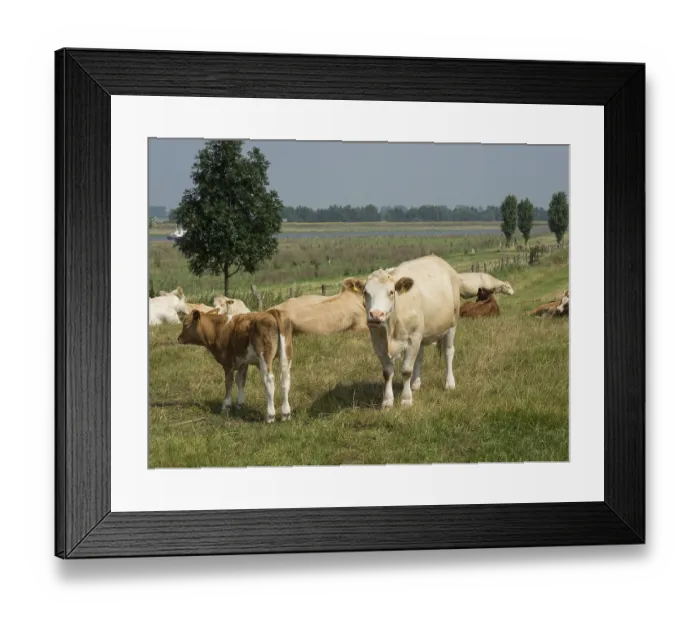 Framed Print : A cow and a calf on a lakeside pasture surrounded by trees under a clear sky Framed Print : A cow and a calf on a lakeside pasture surrounded by trees under a clear sky