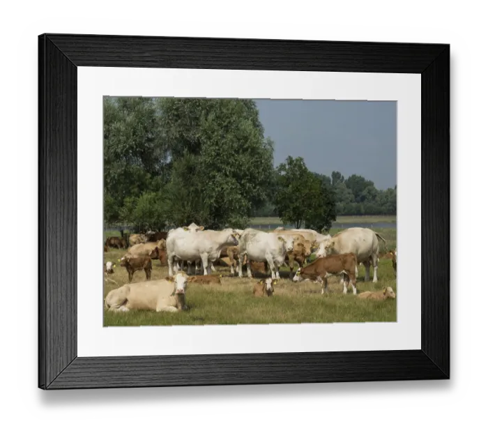 Framed Print : A large herd of cows grazes on a wide pasture area flanked by large trees