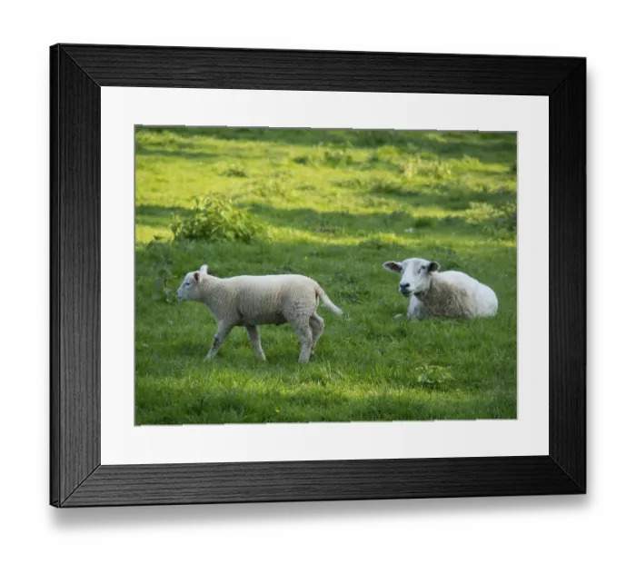 Framed Print : A lamb runs across a green meadow while a sheep is sitting Framed Print : A lamb runs across a green meadow while a sheep is sitting