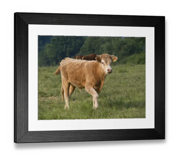 Framed Print : A brown cow stands on a green field with trees in the background