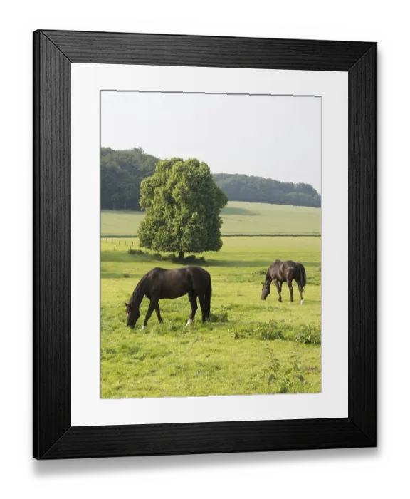 Framed Print : Two horses eat on a wide green pasture with trees in the background Framed Print : Two horses eat on a wide green pasture with trees in the background