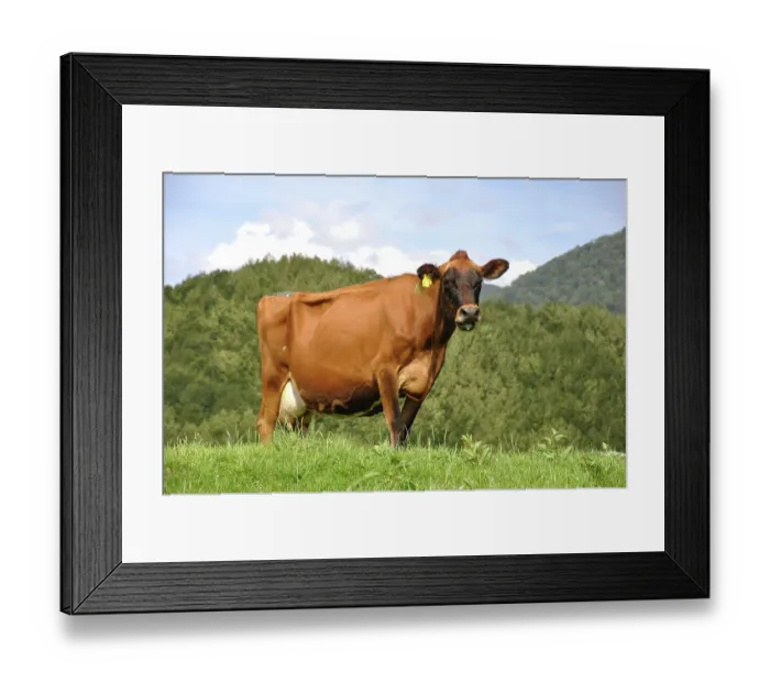 Framed Print : ibxwbk11357040