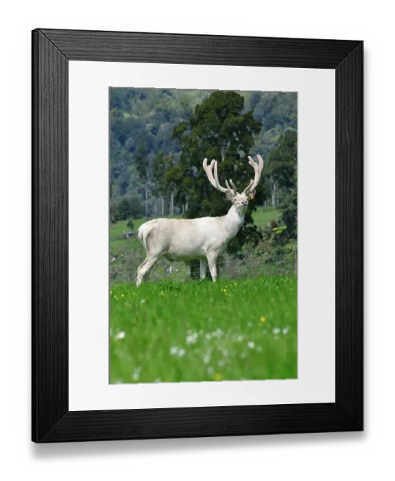 Framed Print : ibxwbk11357081