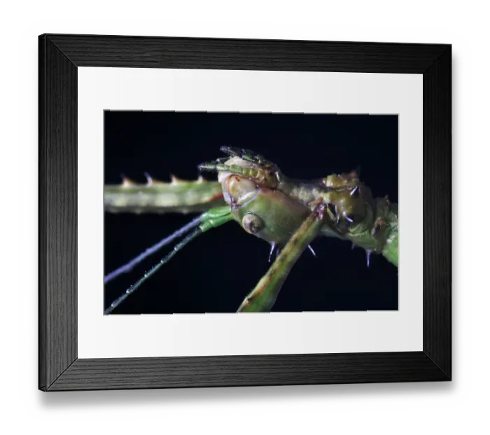 Framed Print : ibxwbk11357450