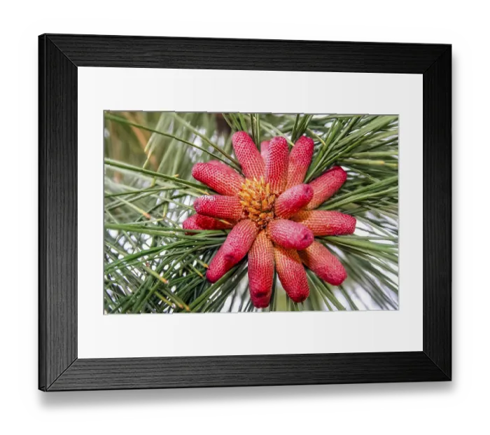 Framed Print : Red pinus growing in a forest in southern Argentina