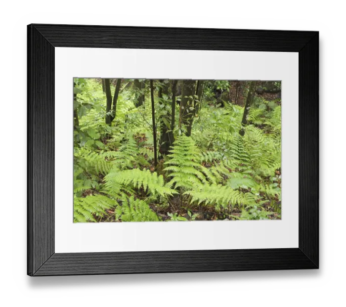 Framed Print : ibxmsi00017408.jpg