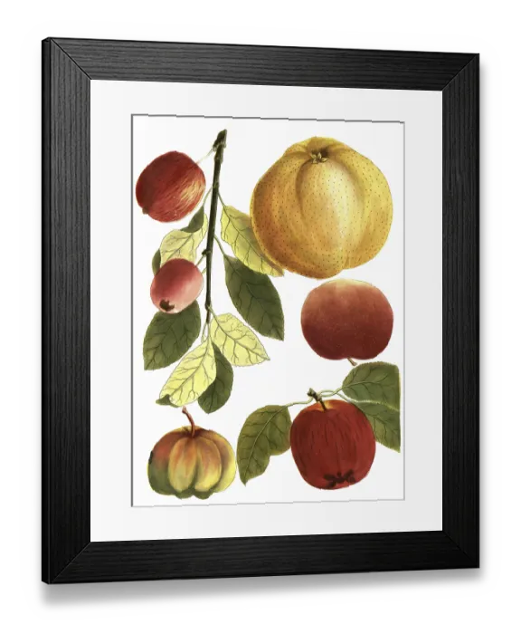 Framed Print : Mala crocina, saffron apple or saffron apple