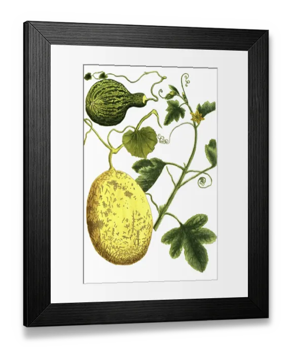 Framed Print : Melon, Cucumis, Melo vulgaris and Melo pyri formus maculosus Framed Print : Melon, Cucumis, Melo vulgaris and Melo pyri formus maculosus