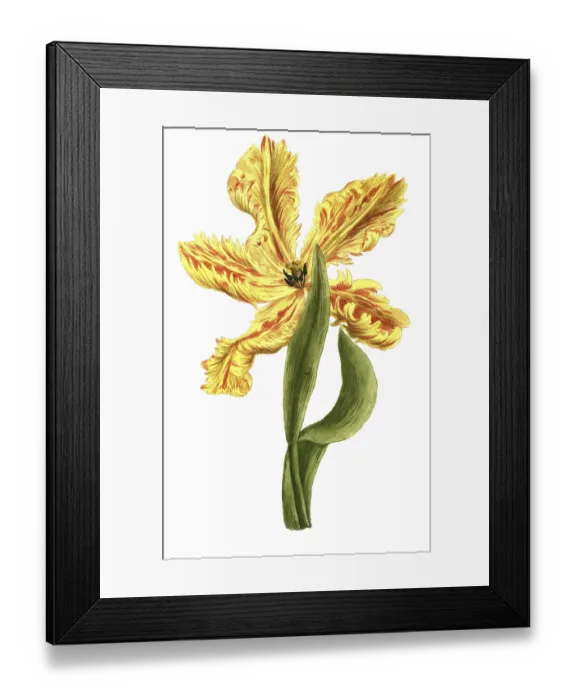 Framed Print : Tulipa monstrosa flore luteo, tulip Framed Print : Tulipa monstrosa flore luteo, tulip