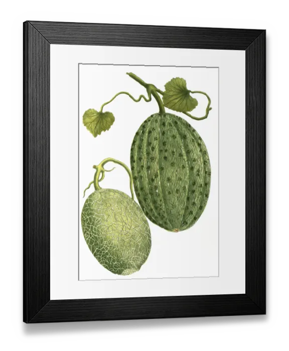 Framed Print : Sugar melon, Cucumis, a. melo reticulatus major Framed Print : Sugar melon, Cucumis, a. melo reticulatus major