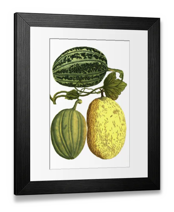 Framed Print : Sugar melon, Cucumis, Melo viridis Framed Print : Sugar melon, Cucumis, Melo viridis