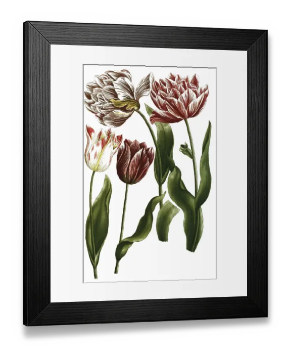 Framed Print : Various tulips, tulipa, illustration