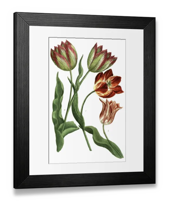 Framed Print : Tulips, a. Tulipa ferotina, b. Tulipa rubra calice pallessente Framed Print : Tulips, a. Tulipa ferotina, b. Tulipa rubra calice pallessente
