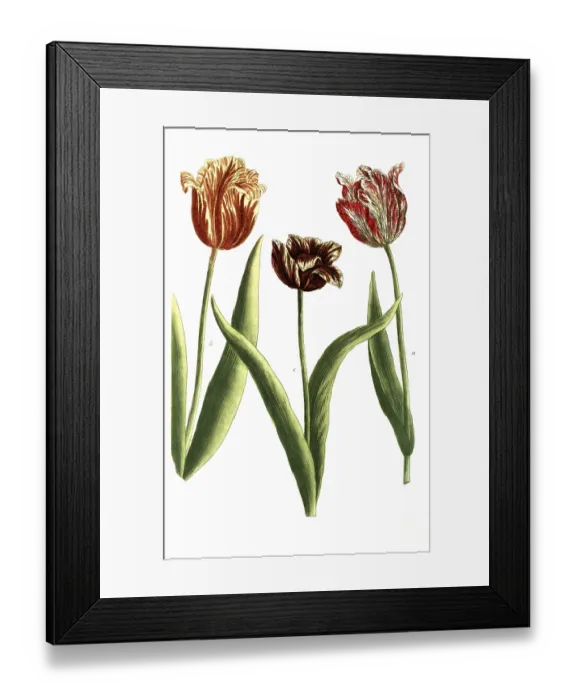 Framed Print : Tulips, a. Tulipa lutea sanguinis, b