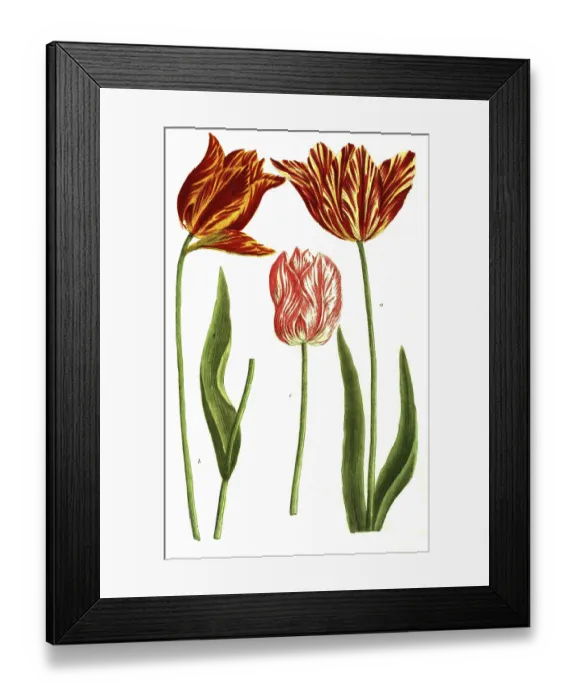 Framed Print : Tulips, a, Tulipa flore luteo, b