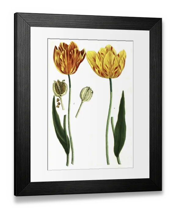 Framed Print : Tulips, a. tulipa lutea, b. tulipa lutea maculis rubentibus