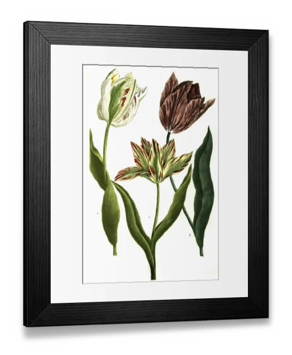 Framed Print : Tulips, a. tulipa monstrosa, b Framed Print : Tulips, a. tulipa monstrosa, b