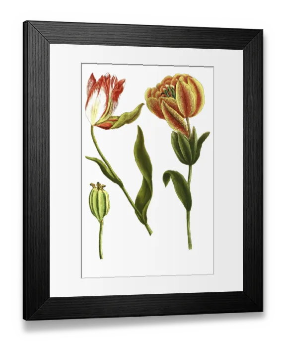 Framed Print : Tulips, Tulipa serotina, illustration Framed Print : Tulips, Tulipa serotina, illustration