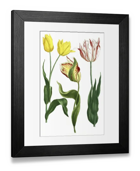 Framed Print : Tulips, Tulipa odorata and Tulipa explicata