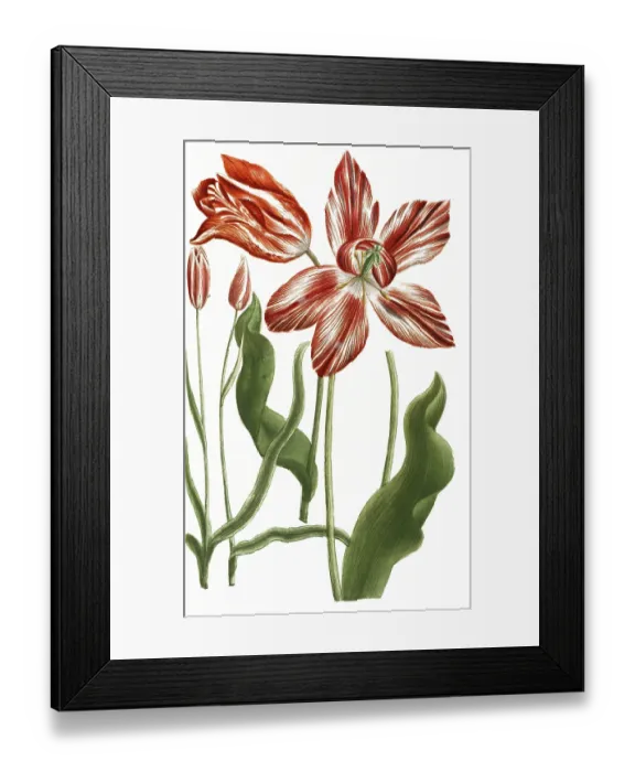 Framed Print : Tulips, Tulipa serotina and Tulipa persica