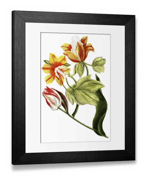 Framed Print : Tulips, Tulipa ex albo and Tulipa virginiana