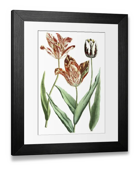 Framed Print : Tulips, Tulipa versicolor and rarissima