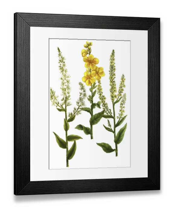 Framed Print : Mullein, Verbascum latifolium and Verbascum annuum Framed Print : Mullein, Verbascum latifolium and Verbascum annuum