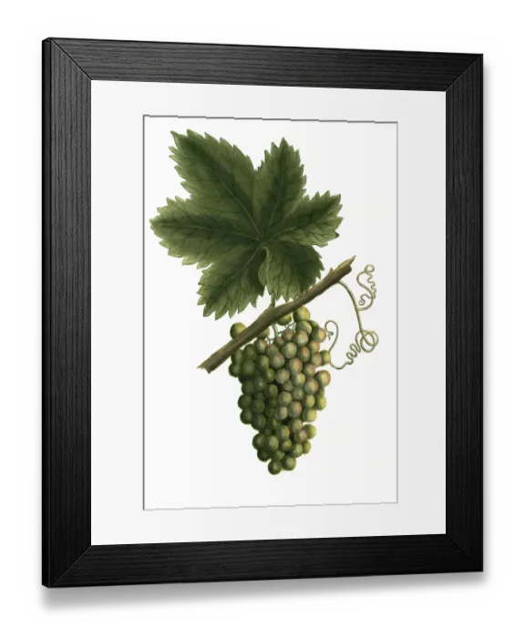 Framed Print : White grapevine, grape, Vitis vinifera