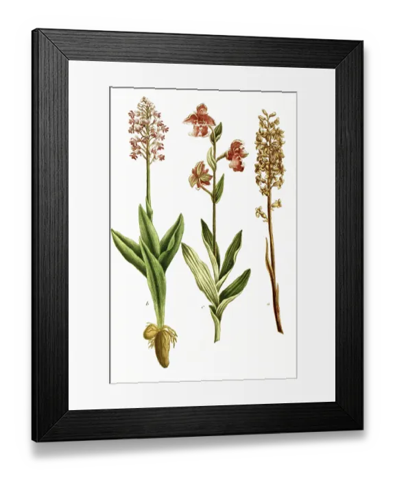 Framed Print : Violet dingel, Limodorum abortivum syb Orchis abortiva Framed Print : Violet dingel, Limodorum abortivum syb Orchis abortiva