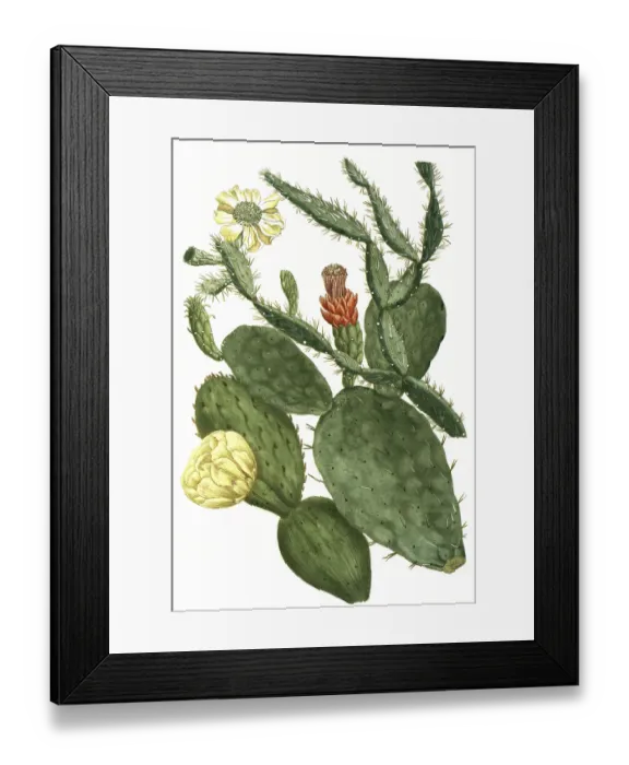Framed Print : Prickly pear, Opuntia, illustration Framed Print : Prickly pear, Opuntia, illustration