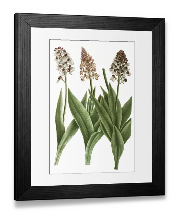 Framed Print : Orchids from the genus Orchis cynosorchis Framed Print : Orchids from the genus Orchis cynosorchis