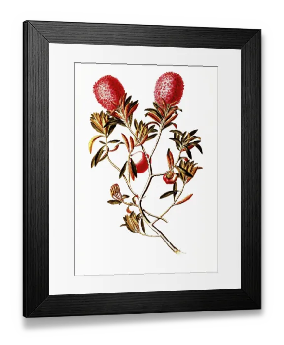 Framed Print : Alpine rose, rhododendron ferrugineum Framed Print : Alpine rose, rhododendron ferrugineum