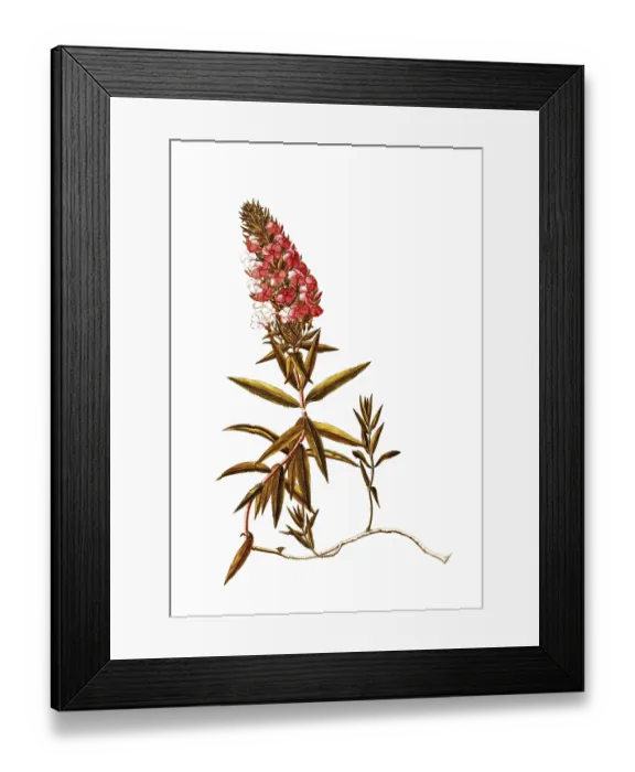 Framed Print : Polemoniaceae, Wild Sweet William Framed Print : Polemoniaceae, Wild Sweet William