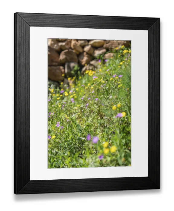 Framed Print : Colorful yellow and purple flowers on a meadow among the stunning mountain scenery of Montenegro Framed Print : Colorful yellow and purple flowers on a meadow among the stunning mountain scenery of Montenegro