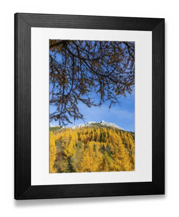 Framed Print : Autumn atmosphere, larch forest with autumn leaves