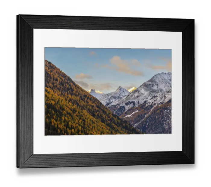 Framed Print : Mixed forest with larch trees (Larix) in autumn