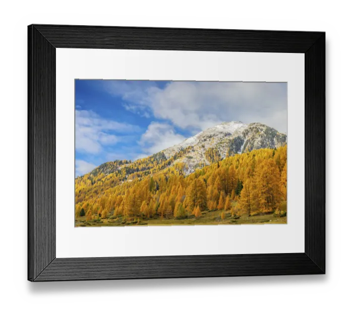 Framed Print : Larch forest (Larix) in autumn Framed Print : Larch forest (Larix) in autumn