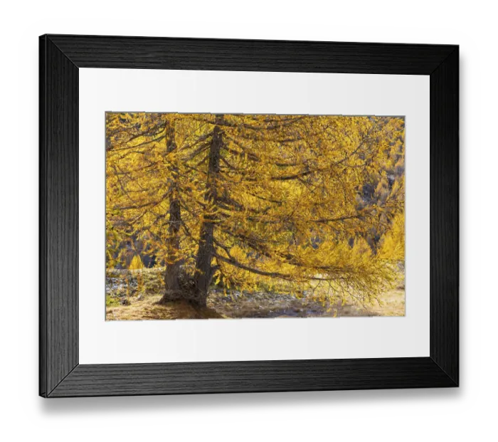 Framed Print : Larch (Larix) in autumn, autumn