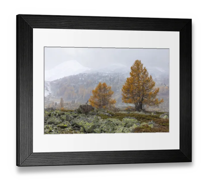 Framed Print : Larch trees (Larix) in autumn in front of mountain peaks with snow Framed Print : Larch trees (Larix) in autumn in front of mountain peaks with snow